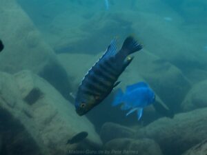 Petrotilapia genalutea 'Chilumba'